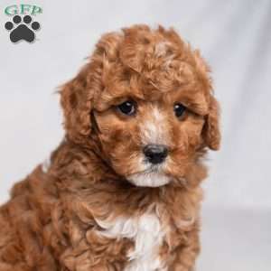 Jolly, Cavapoo Puppy